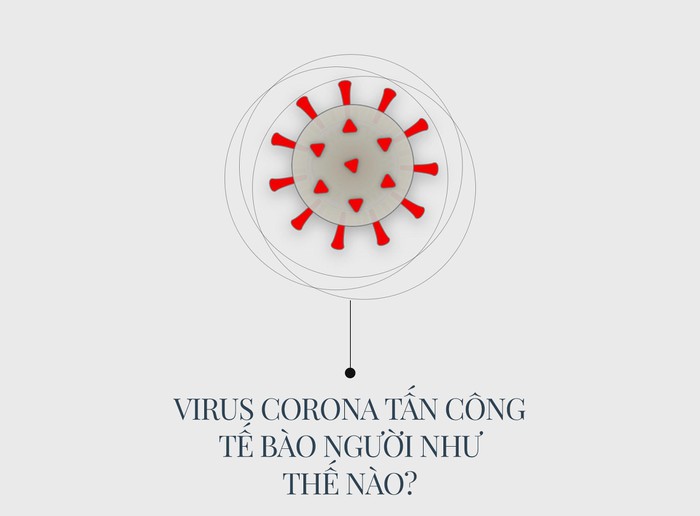 virus corona tan cong te bao nguoi nhu the nao