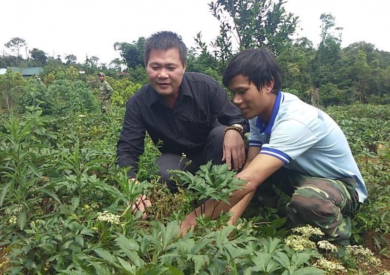 kon tum khai thac tiem nang cay duoc lieu o mang canh