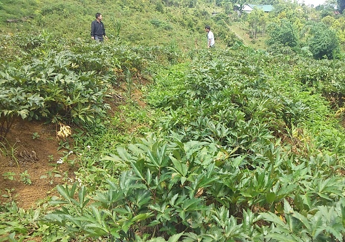 kon tum khai thac tiem nang cay duoc lieu o mang canh