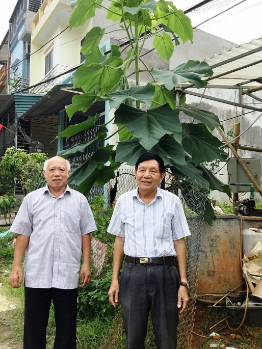 Cây Hông - Cây xóa đói giảm nghèo ở Hà Giang?