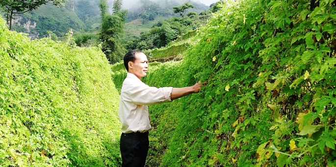 Mướp đắng rừng và triển vọng phát triển kinh tế ở vùng sâu biên giới tỉnh Hà Giang