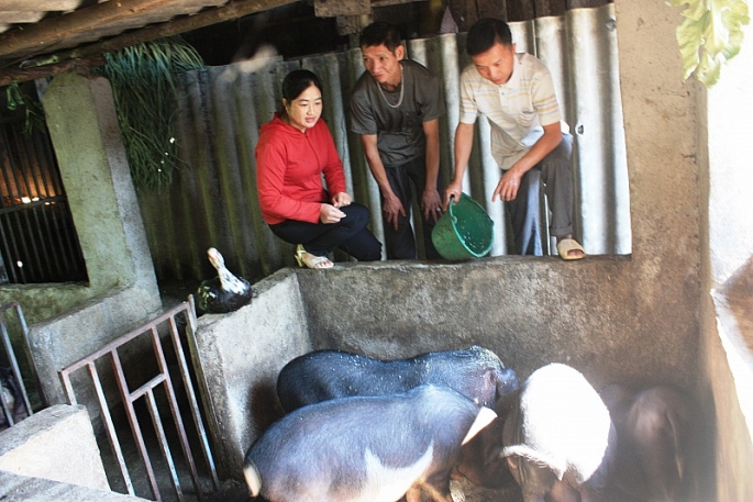 Hiệu quả từ mô hình chăn nuôi lợn đen ở vùng cao Hà Giang