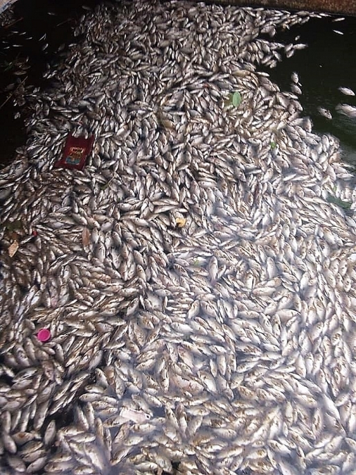Quảng Trị: Hàng tấn cá chết trắng hồ Đại An
